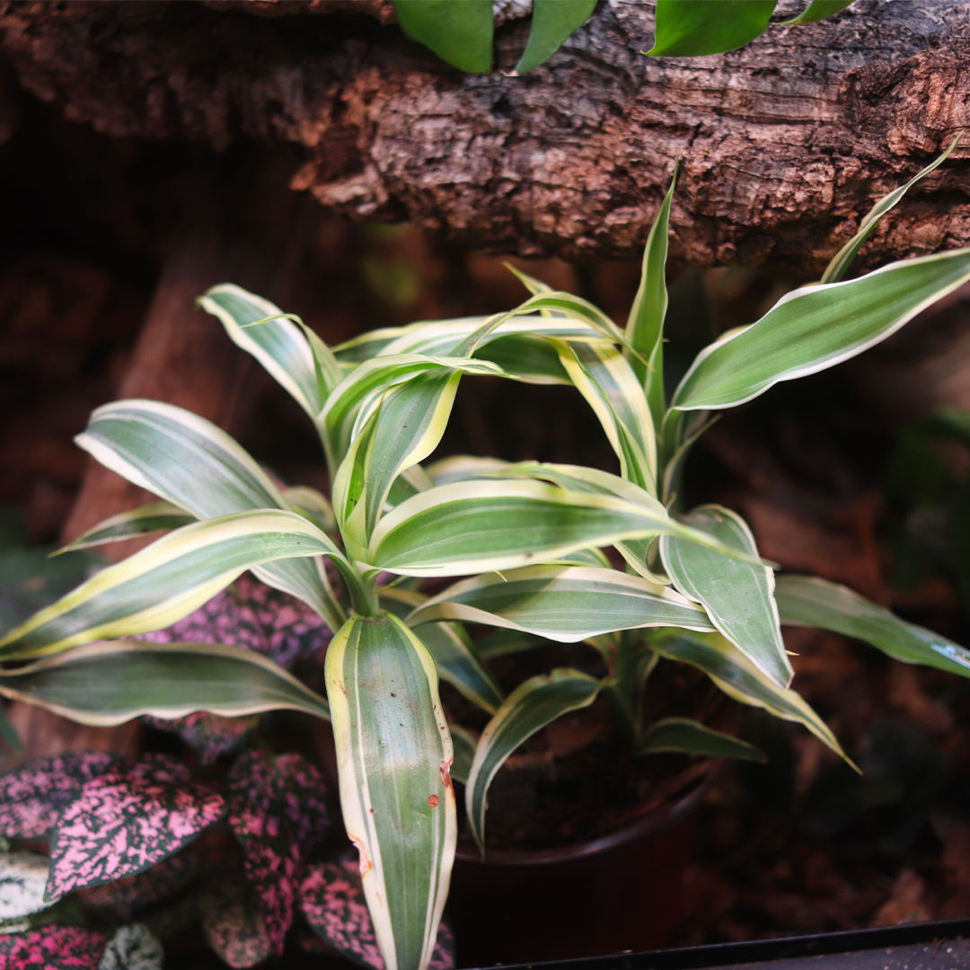 Corn Plant (Dracaena fragrans) 4 Inch Pot