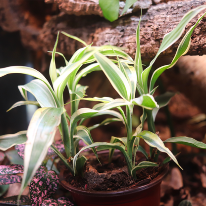 Corn Plant (Dracaena fragrans) 4 Inch Pot