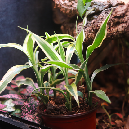 Corn Plant (Dracaena fragrans) 4 Inch Pot