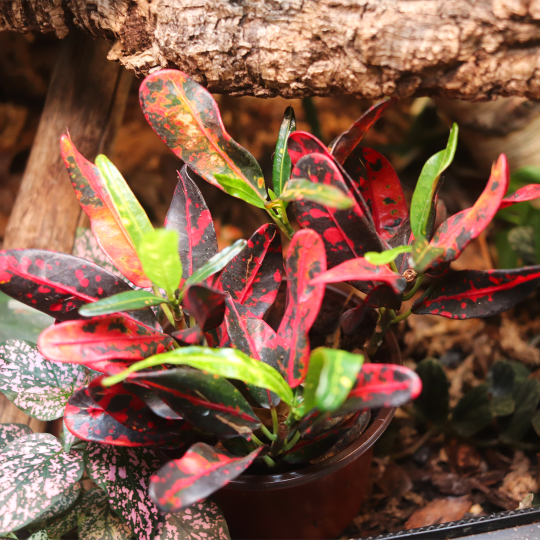 Croton Plant (Codiaeum variegatum) 4 Inch Pot