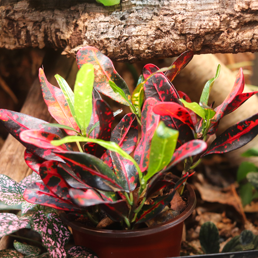 Croton Plant (Codiaeum variegatum) 4 Inch Pot
