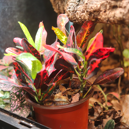 Croton Plant (Codiaeum variegatum) 4 Inch Pot