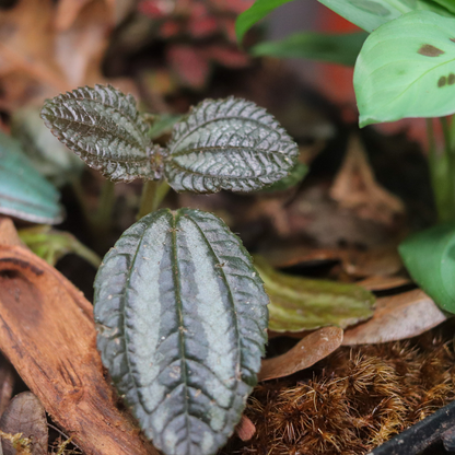 Friendship Plant [Pilea involucrata]