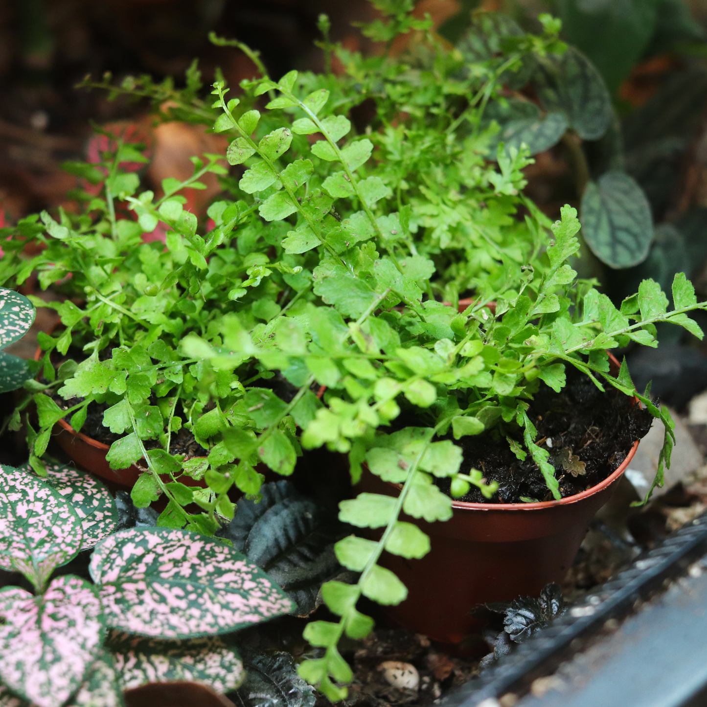 Lemon Button Fern