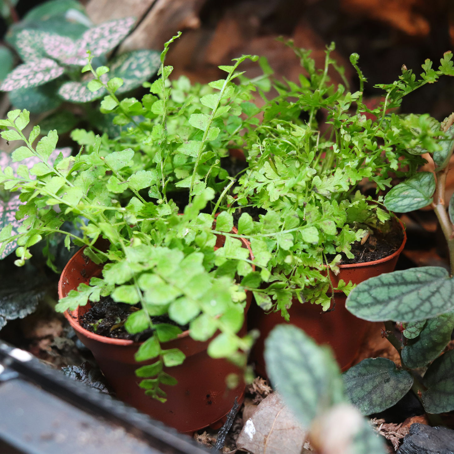 Lemon Button Fern