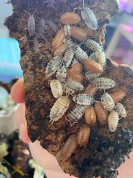 Mixed Isopod Cup (15-20ct)