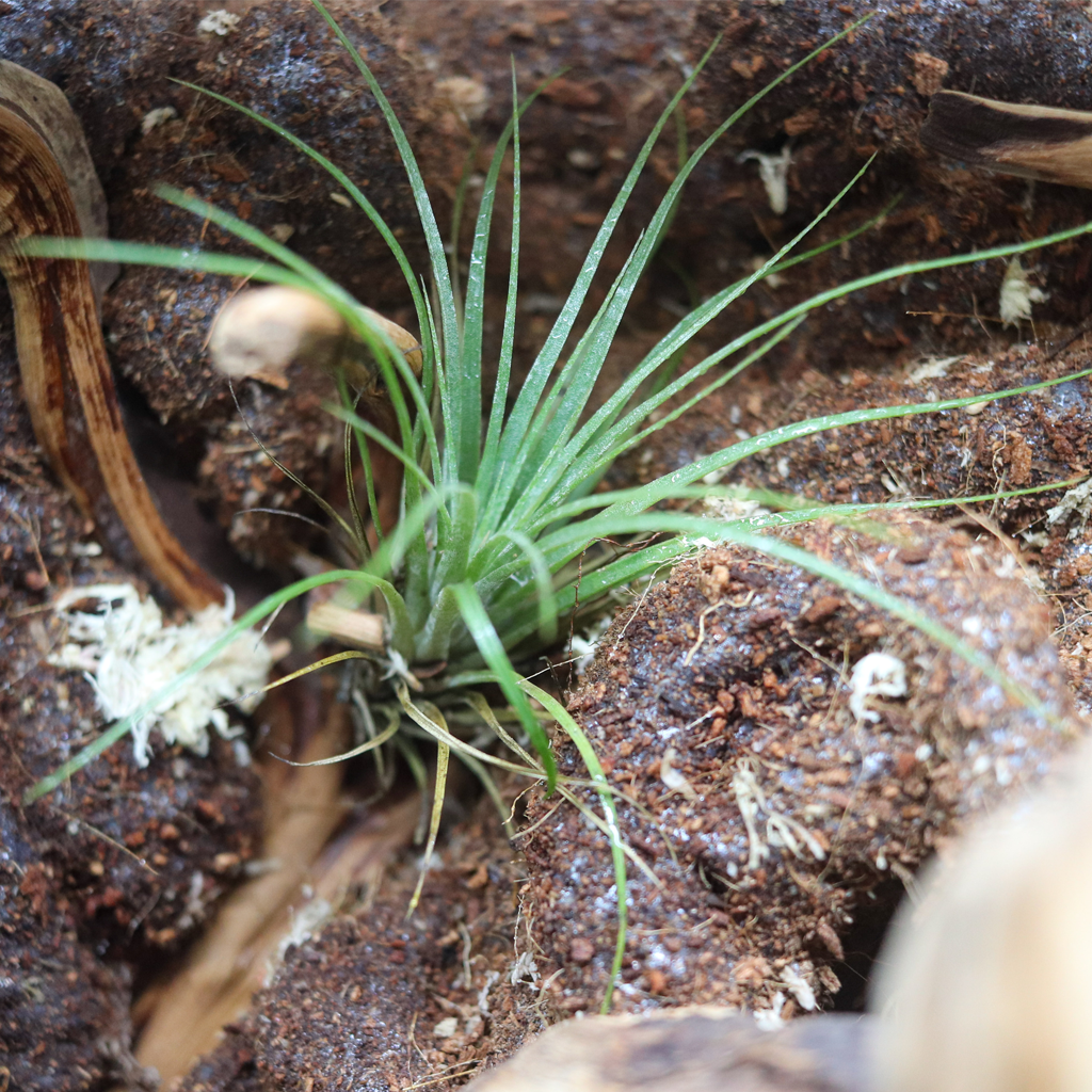 Tillandsia sq