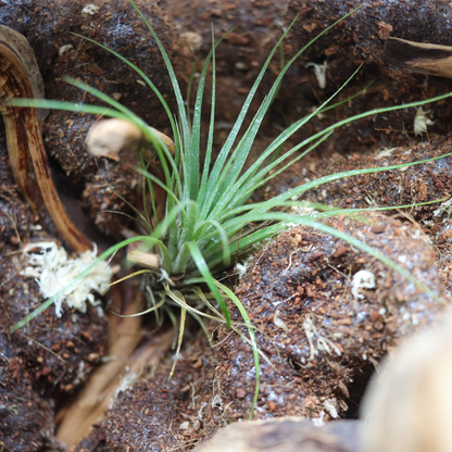 Tillandsia sq