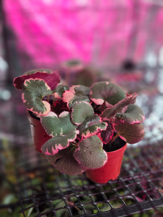 Strawberry Begonia [Saxifraga stolonifera]