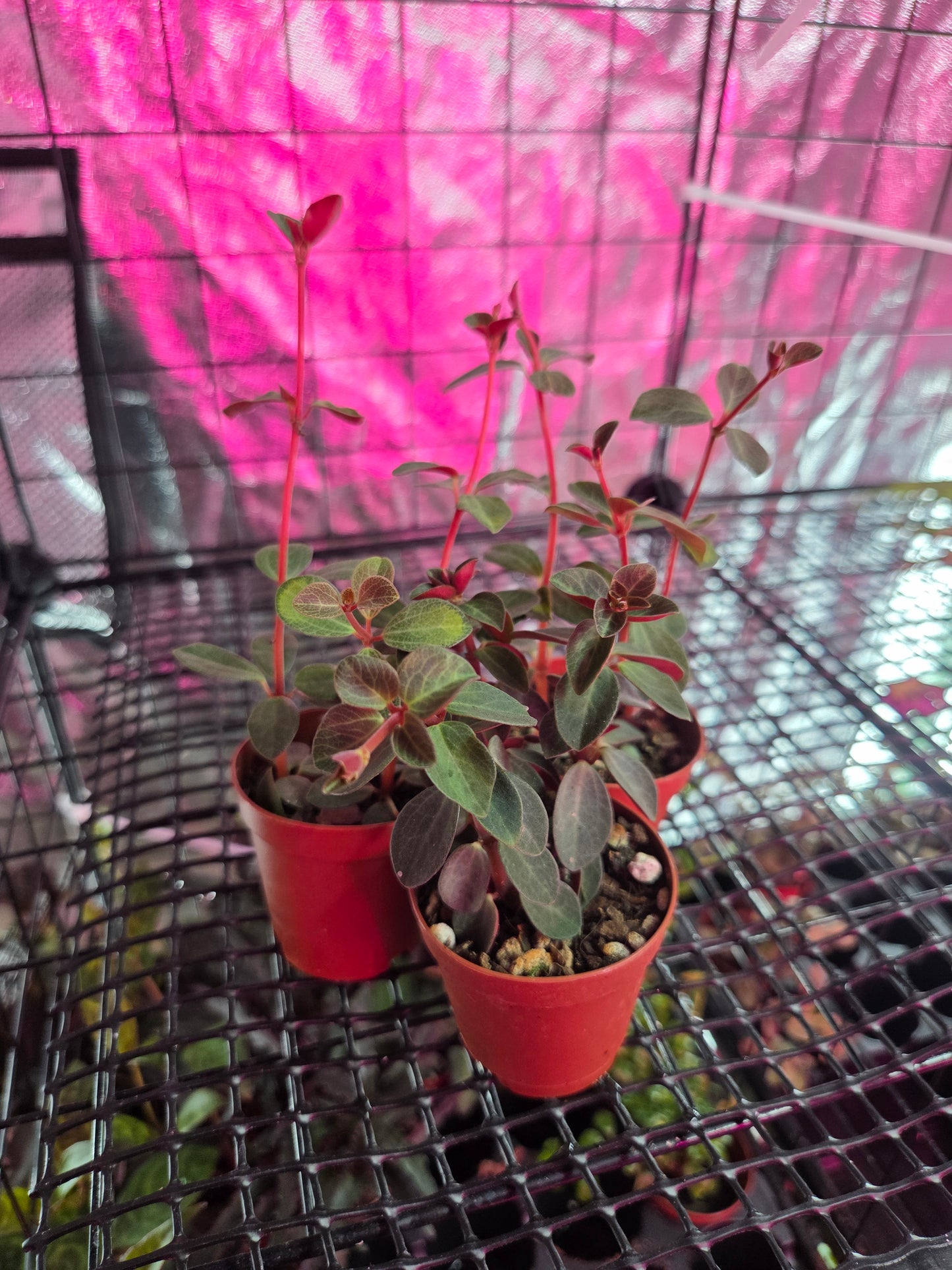Radiator Plant [Peperomia]