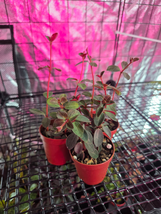 Radiator Plant [Peperomia]
