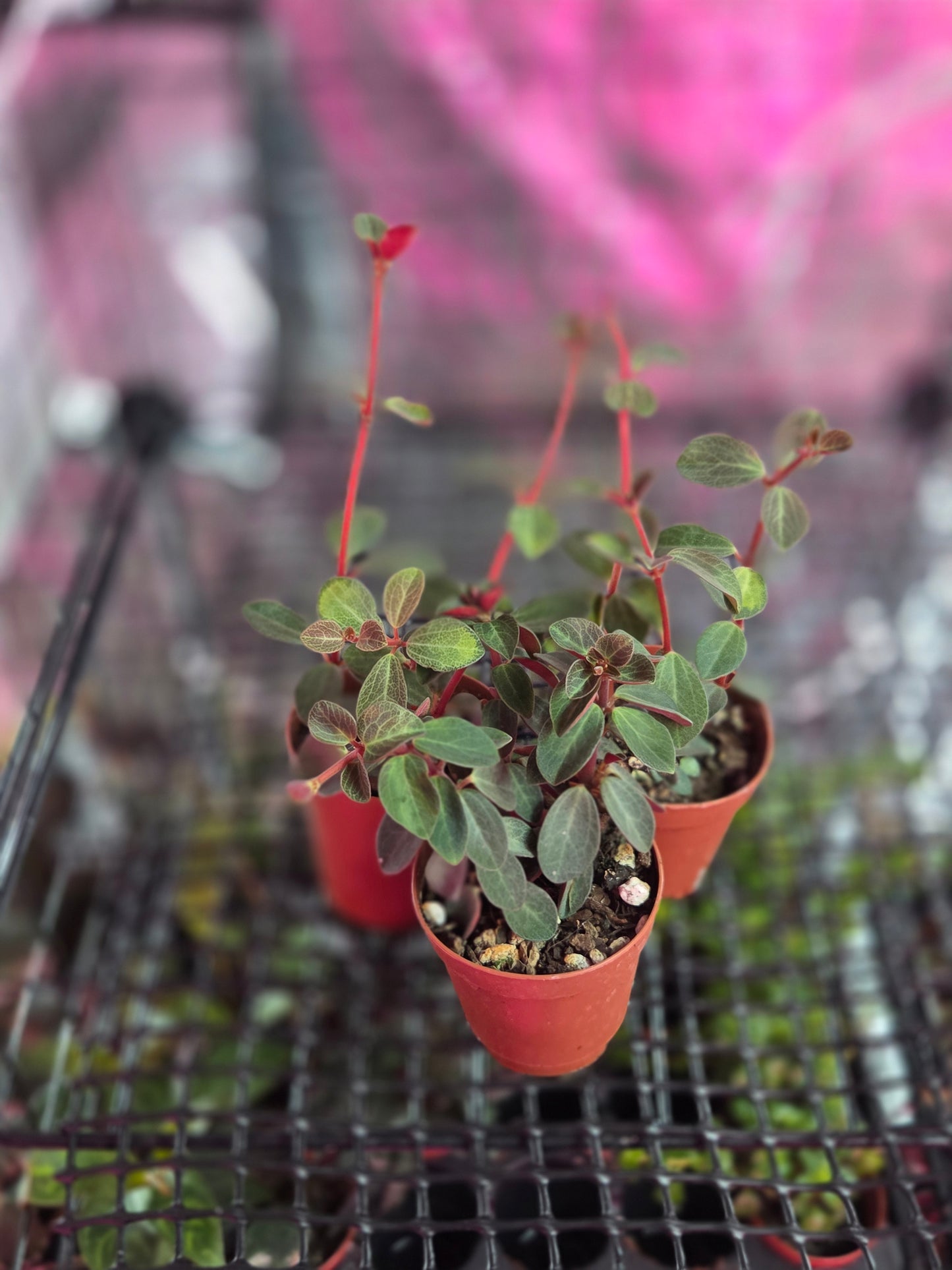Radiator Plant [Peperomia]