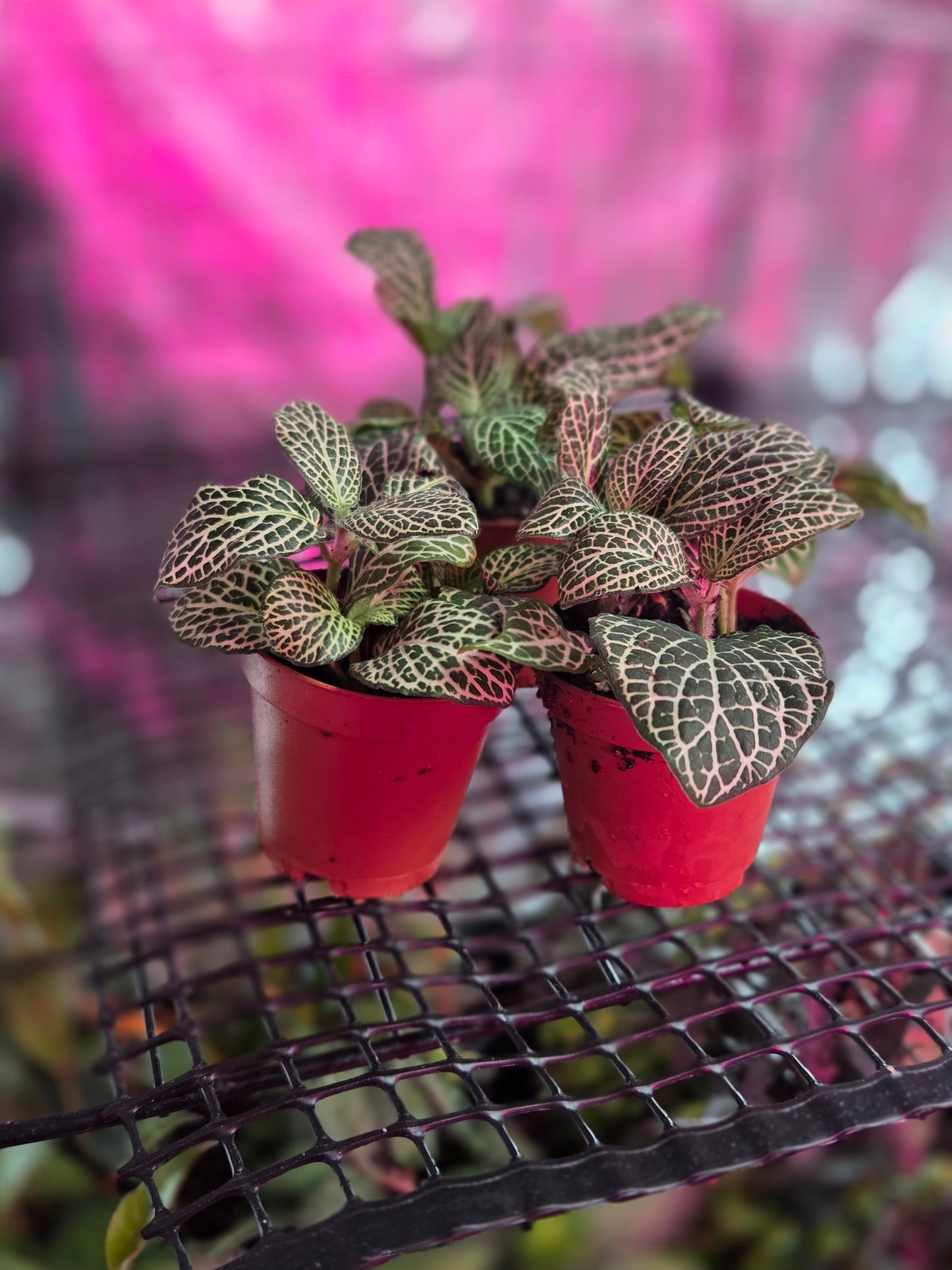 Nerve Plant [Fittonia Albivenis]