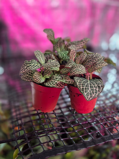 Nerve Plant [Fittonia Albivenis]