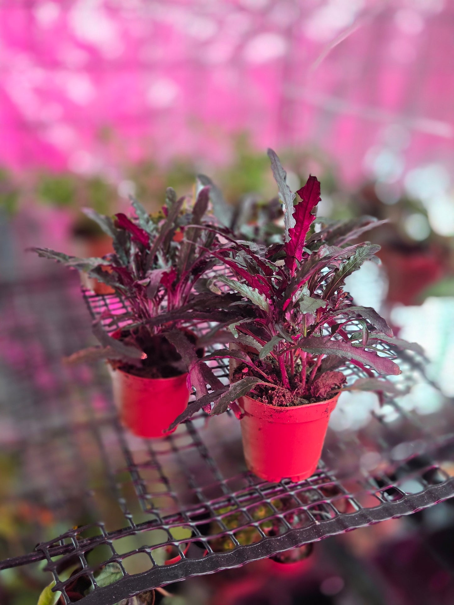 Dragons Tongue (Hemigraphis Repanda)