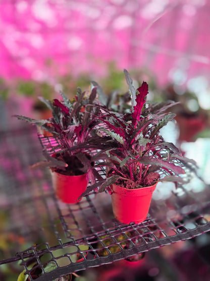 Dragons Tongue (Hemigraphis Repanda)