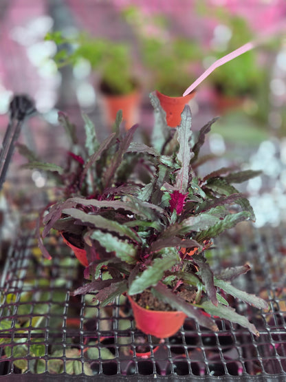 Dragons Tongue (Hemigraphis Repanda)