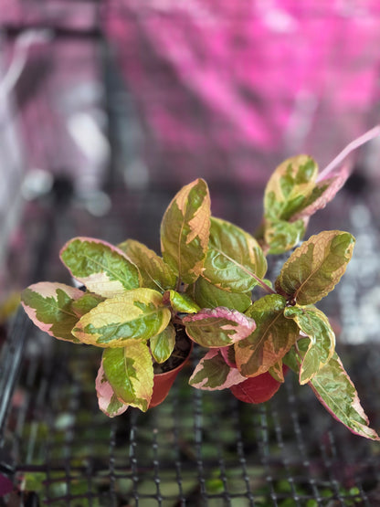Hemigraphis Alterna (Snow White)