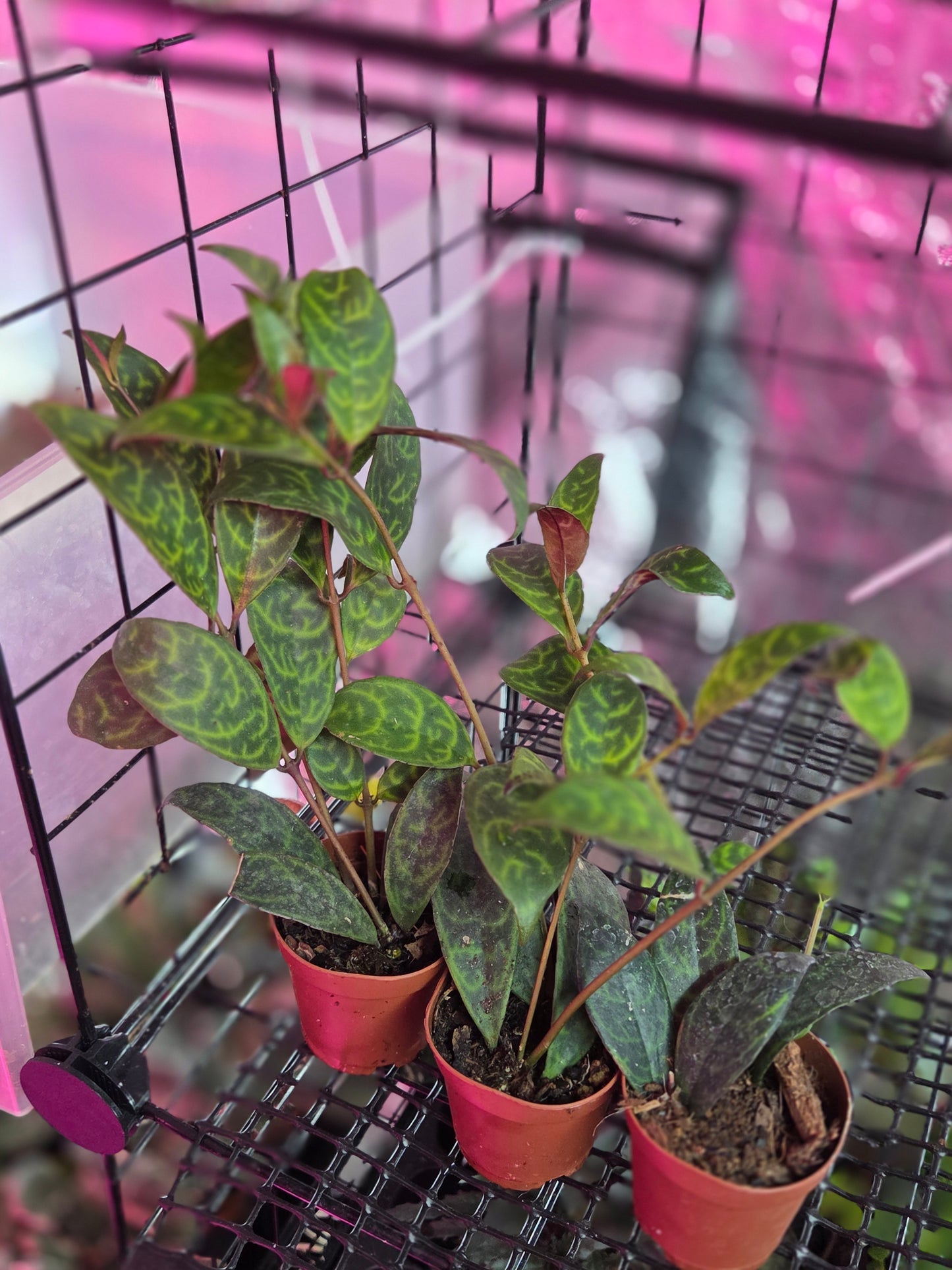 Black Pagoda Lipstick Plant Zebra Vine (Aeschynanthus Longicaulis)