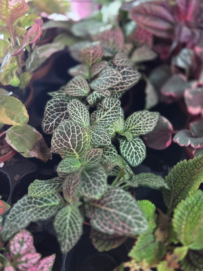 Nerve Plant [Fittonia Albivenis]