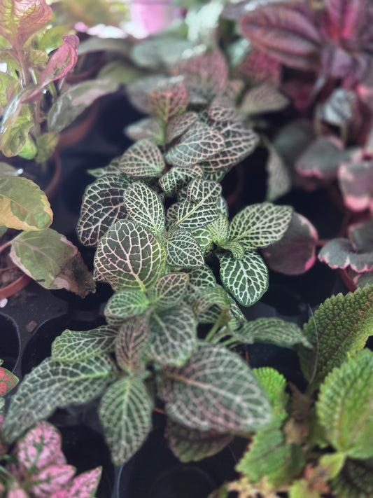 Nerve Plant [Fittonia Albivenis]