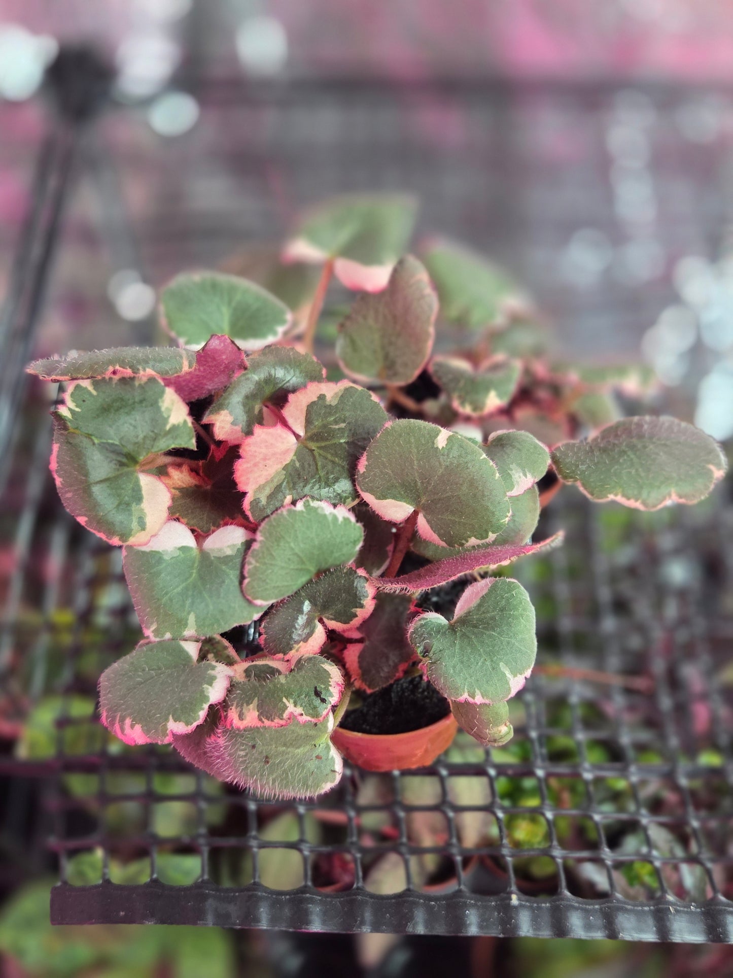 Strawberry Begonia [Saxifraga stolonifera]