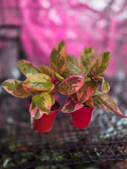 Hemigraphis Alterna (Snow White)