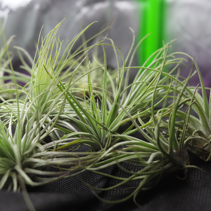 Tillandsia sq