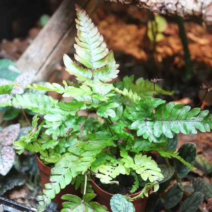 Tri-Color Fern