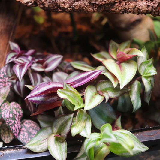 Wandering Jew 4in