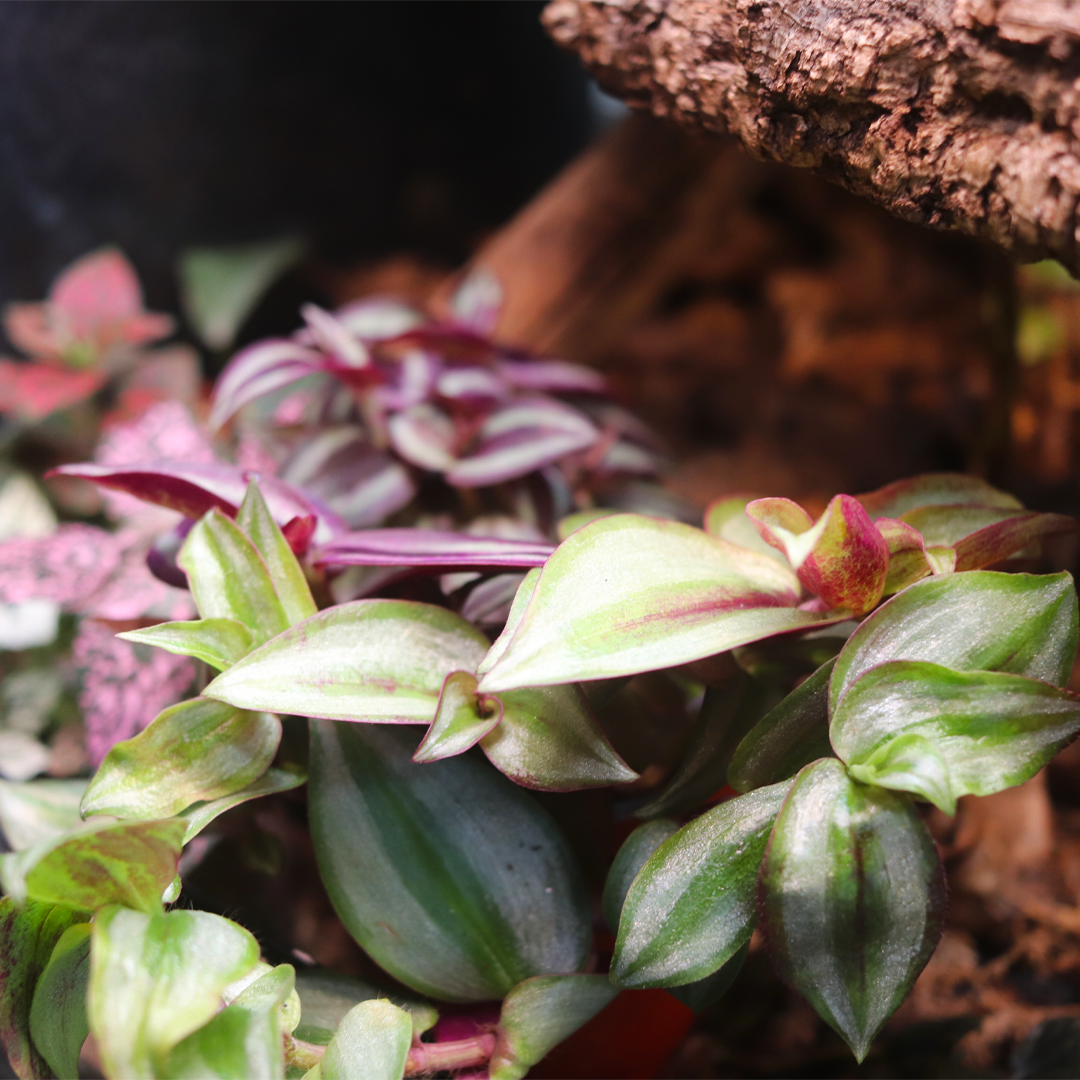 Wandering Jew 4in