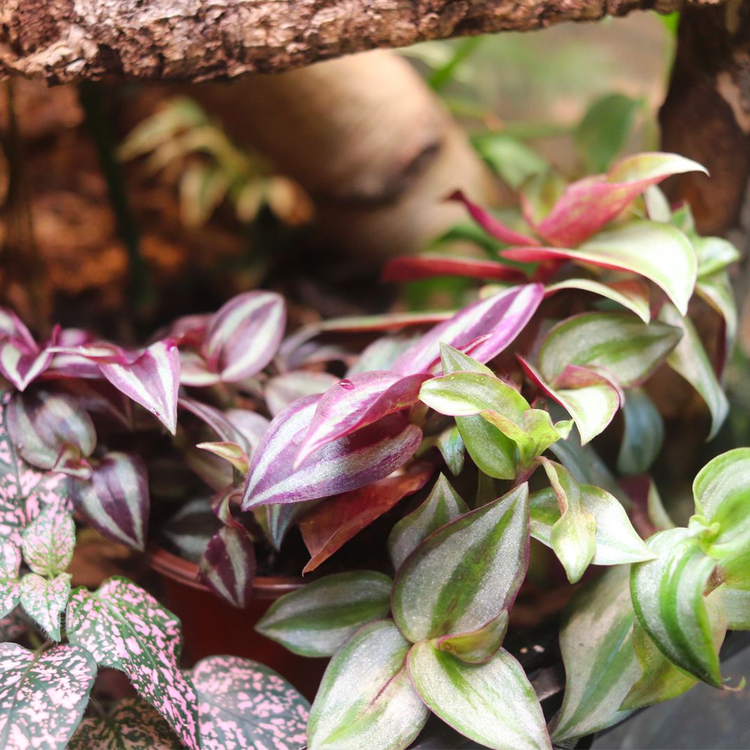 Wandering Jew 4in