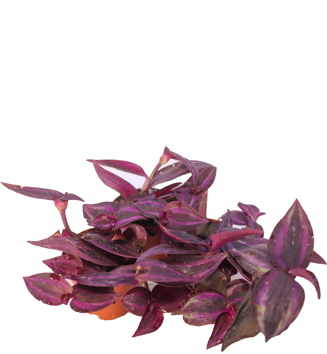 Wandering Jew Plant [Tradescantia zebrina]
